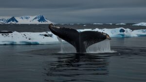 Avvistamento delle balene in Islanda